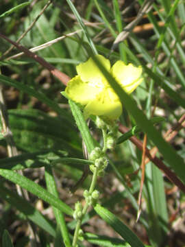 Image of Crocanthemum rosmarinifolium (Pursh) Janchen