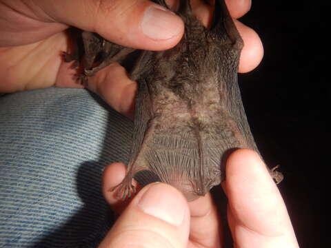 Image of Mexican big-eared bat