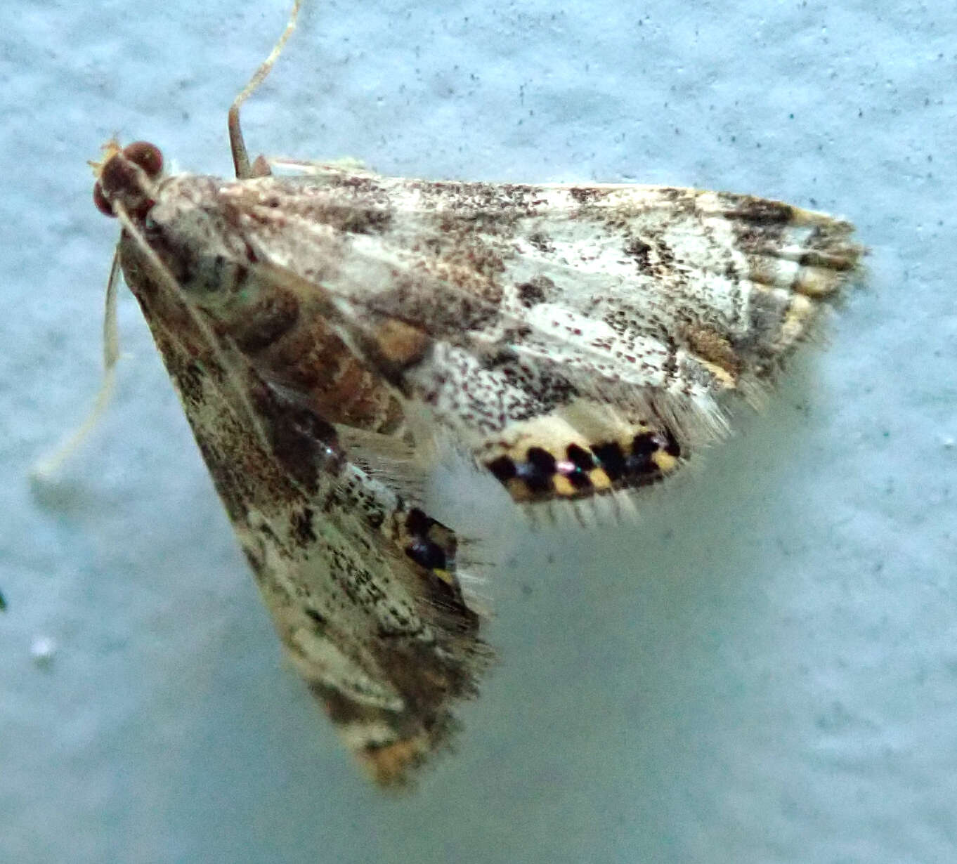 Plancia ëd Petrophila fulicalis Clemens 1860