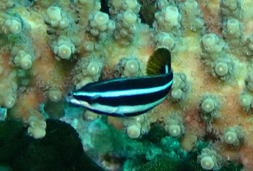 Image of Northern tubelip wrasse