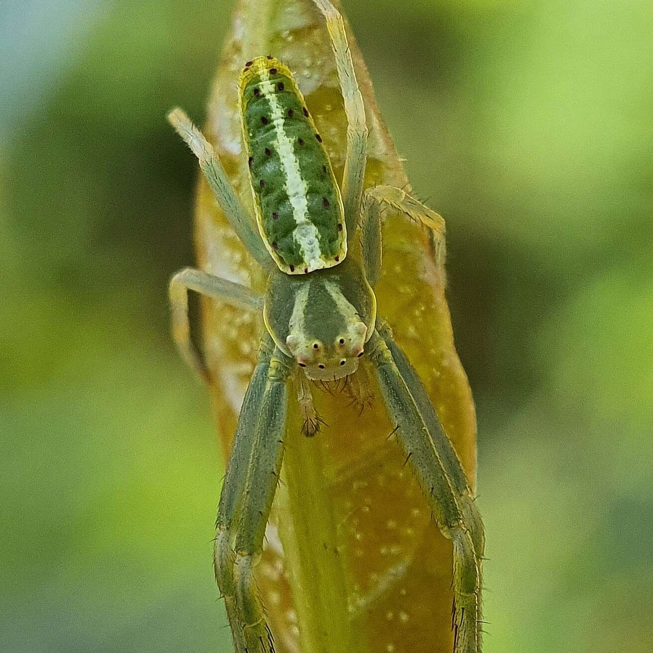 Sivun Cetratus circumlitus (L. Koch 1876) kuva