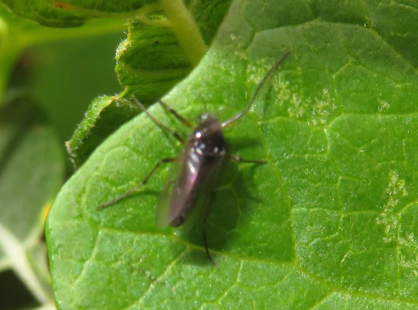 Demeijerea rufipes (Linnaeus 1761) resmi