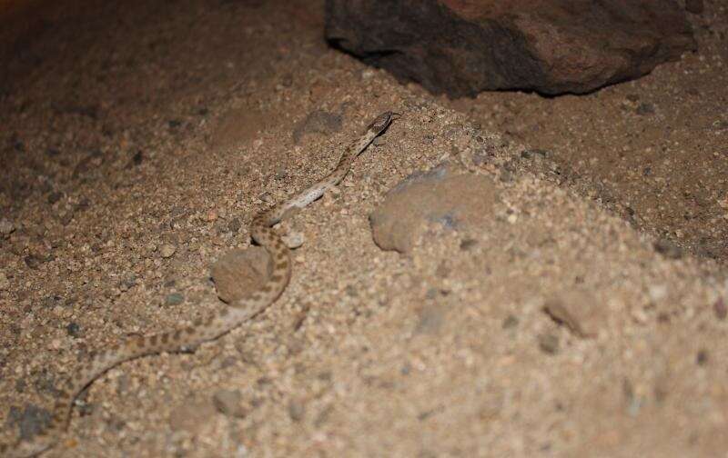 Image of Desert Night Snake
