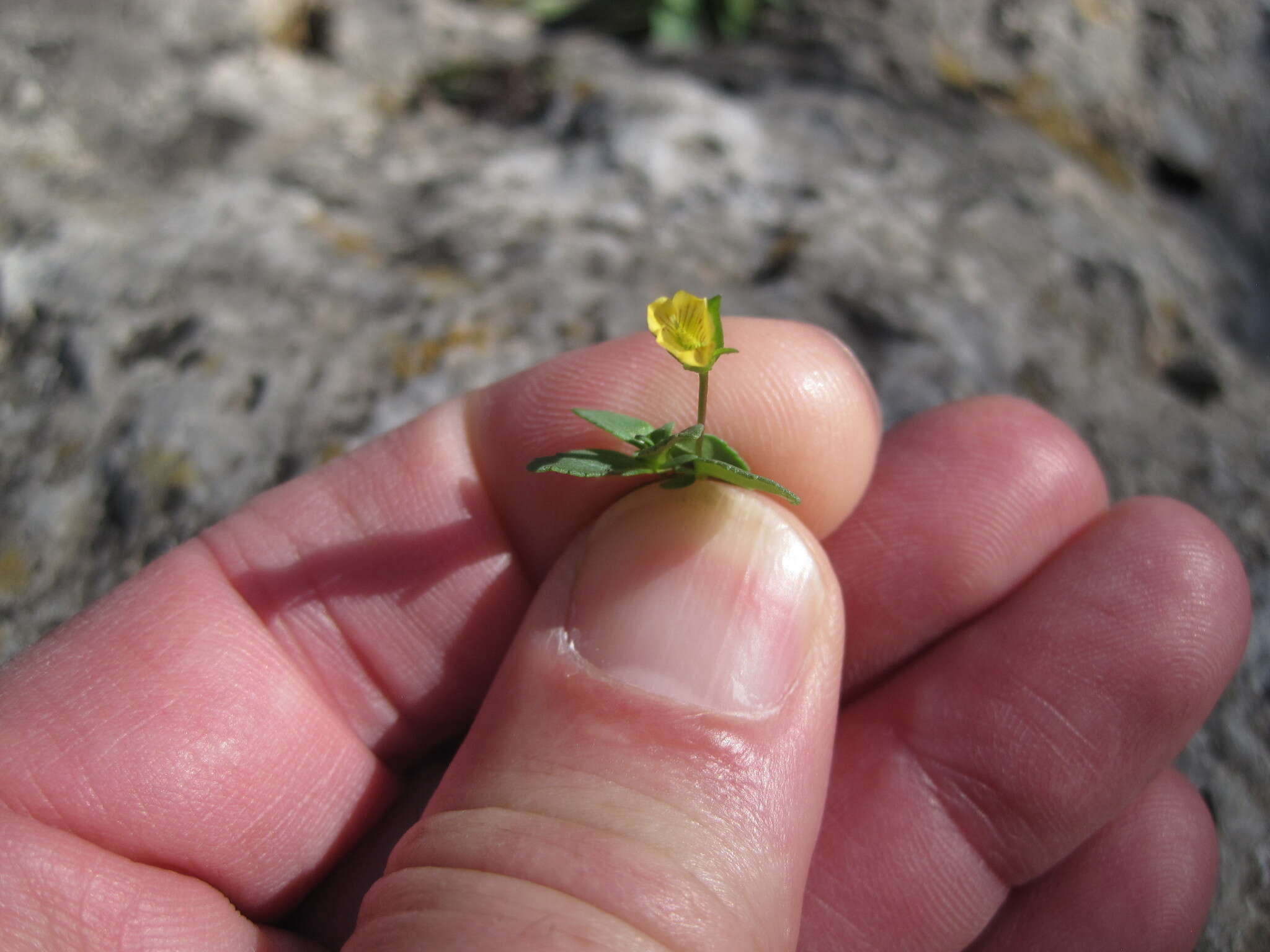 Mecardonia procumbens (Mill.) Small resmi