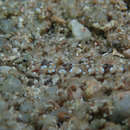 Image of Reticulated Dragonet