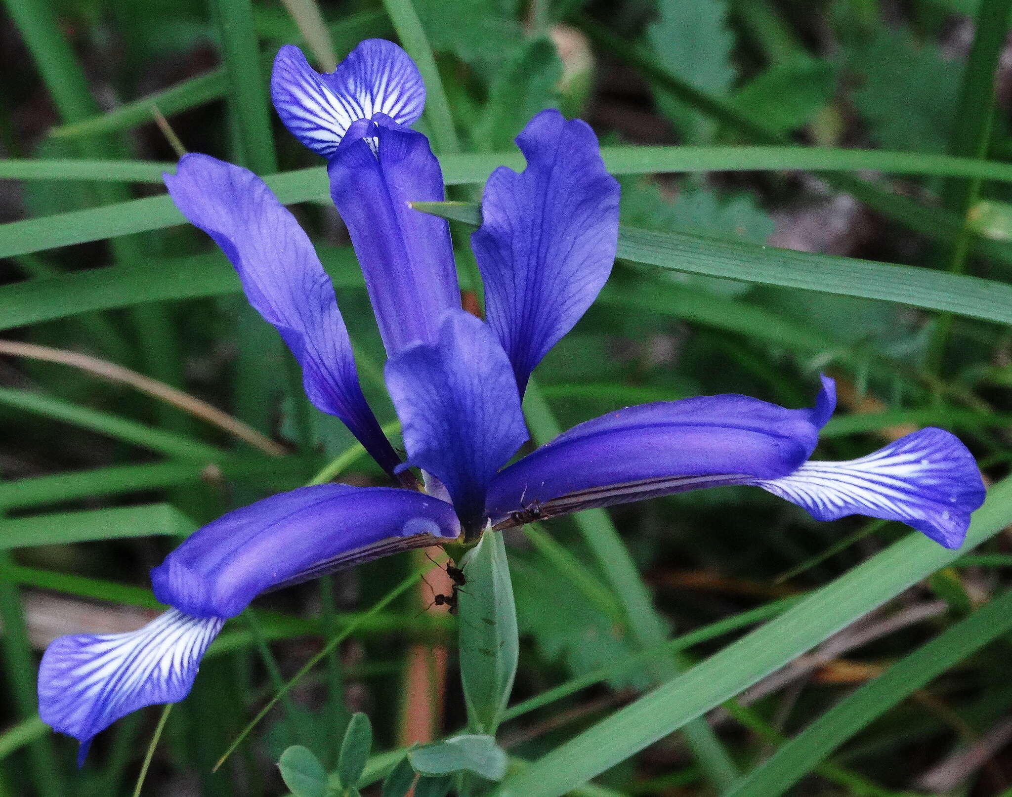 Image of Iris sintenisii Janka