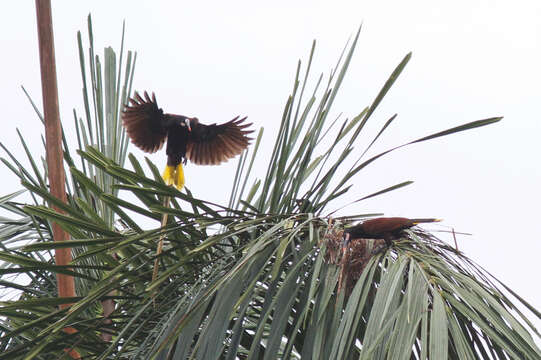 Image of Baudo Oropendola