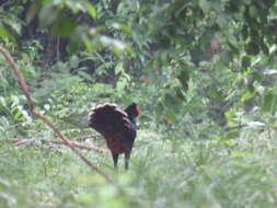 Image of Razor-billed Curassow