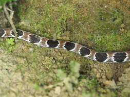 Image of Catesby's Snail-eater