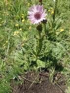 Image of Berkheya purpurea (DC.) Benth. & Hook. fil. ex Mast.