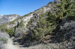 Image of Black Juniper