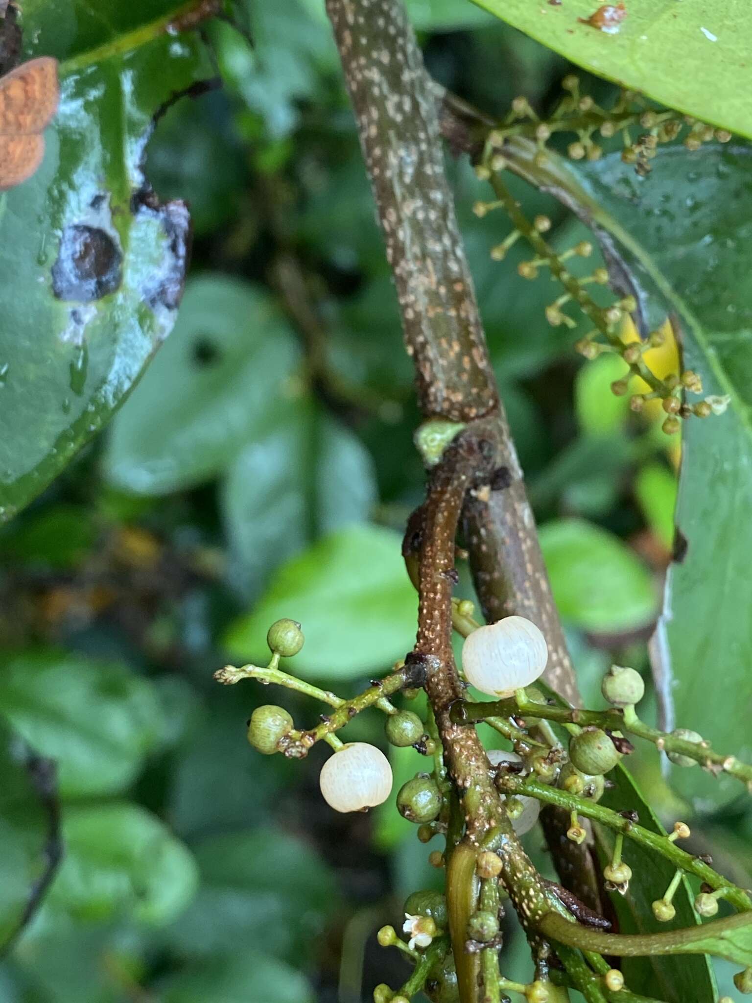 Image of Maesa haplobotrys F. Muell.