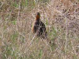 Image of Macronyx capensis capensis (Linnaeus 1766)