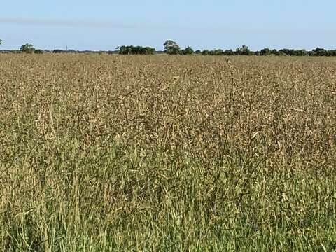 Image of Indianola Beak Sedge