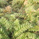 Plancia ëd Acaena myriophylla Lindl.