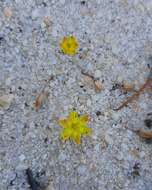 Image of Bulbine esterhuyseniae Baijnath