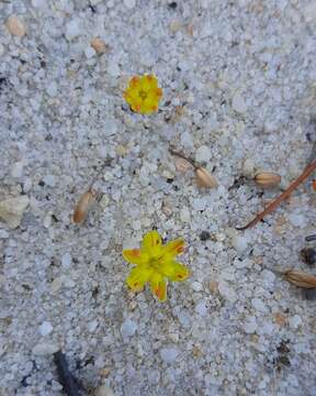 Image of Bulbine esterhuyseniae Baijnath