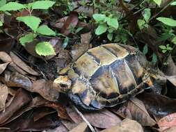 Image of Impressed Tortoise