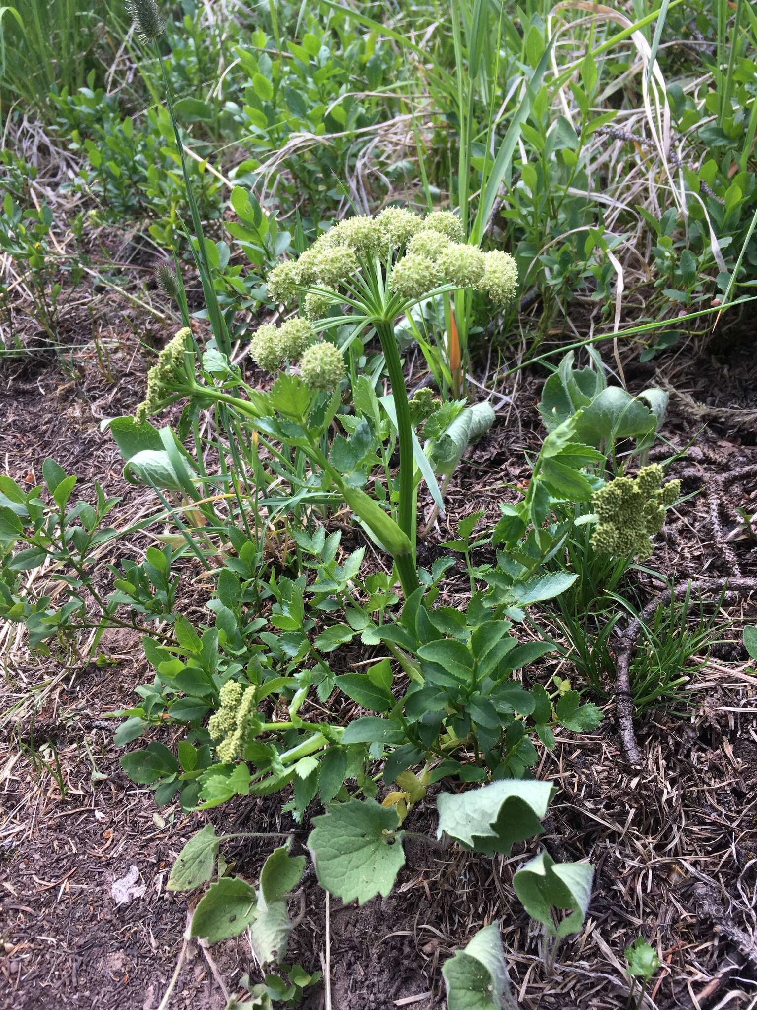 Image of Gray's angelica