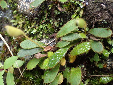 Image of Elaphoglossum spatulatum (Bory) Moore