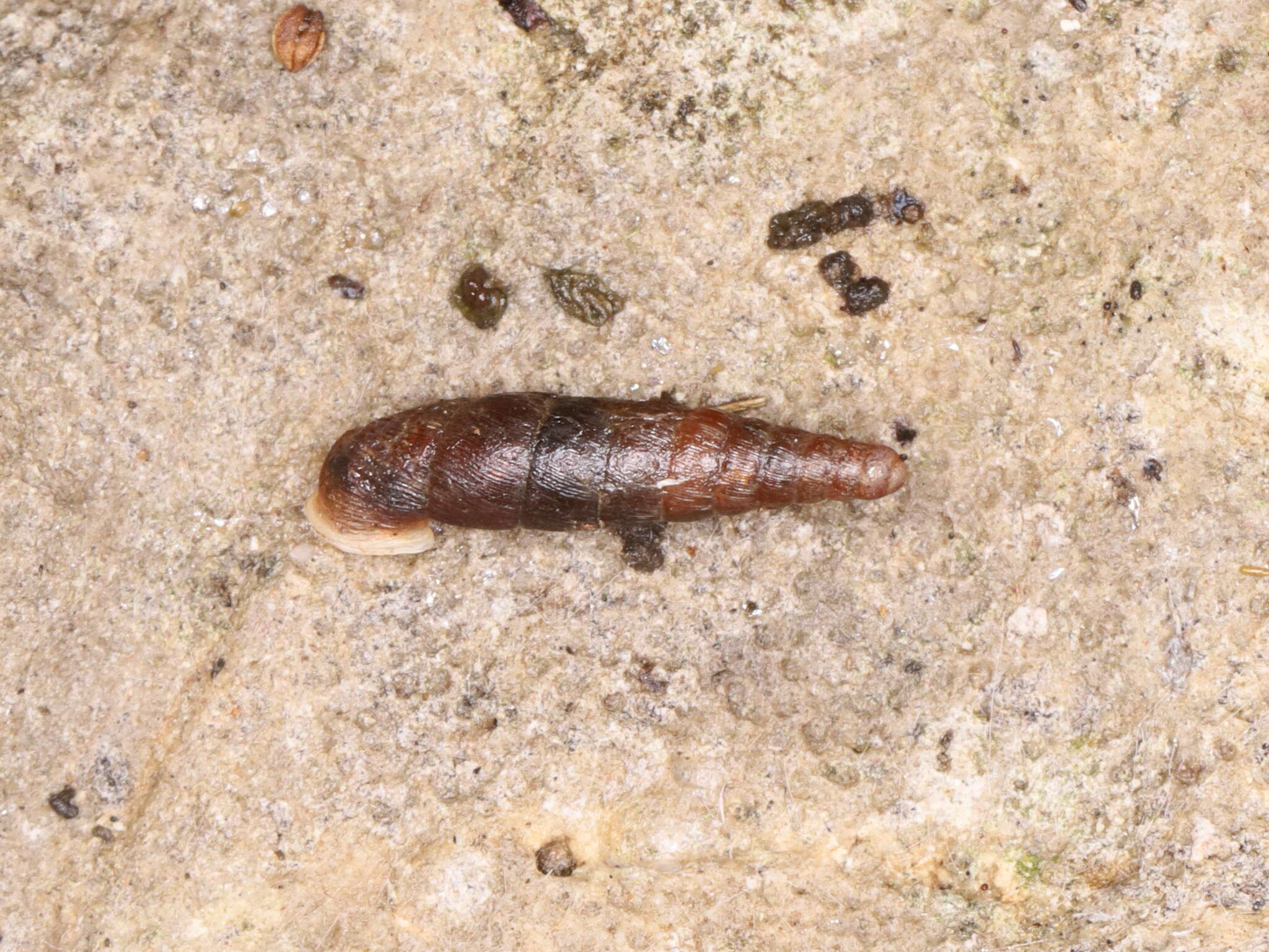 Image of Clausilia rugosa (Draparnaud 1801)