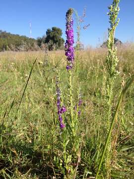 Imagem de Lobelia fenestralis Cav.