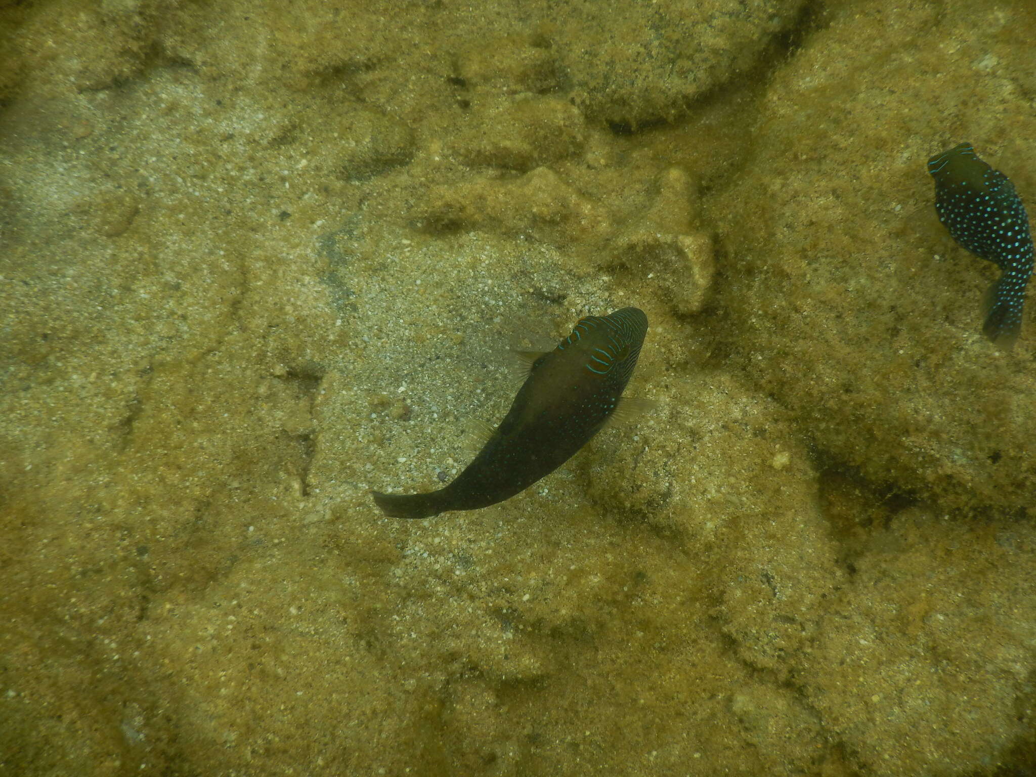 Image of Ambon Pufferfish