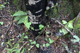 Image of Mountain Ribbon Wood