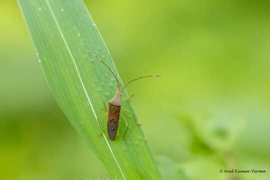 Image of Homoeocerus (Anacanthocoris) relatus Distant 1908