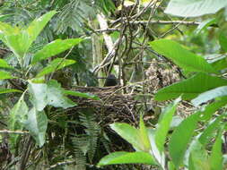 Image of Slaty Spinetail