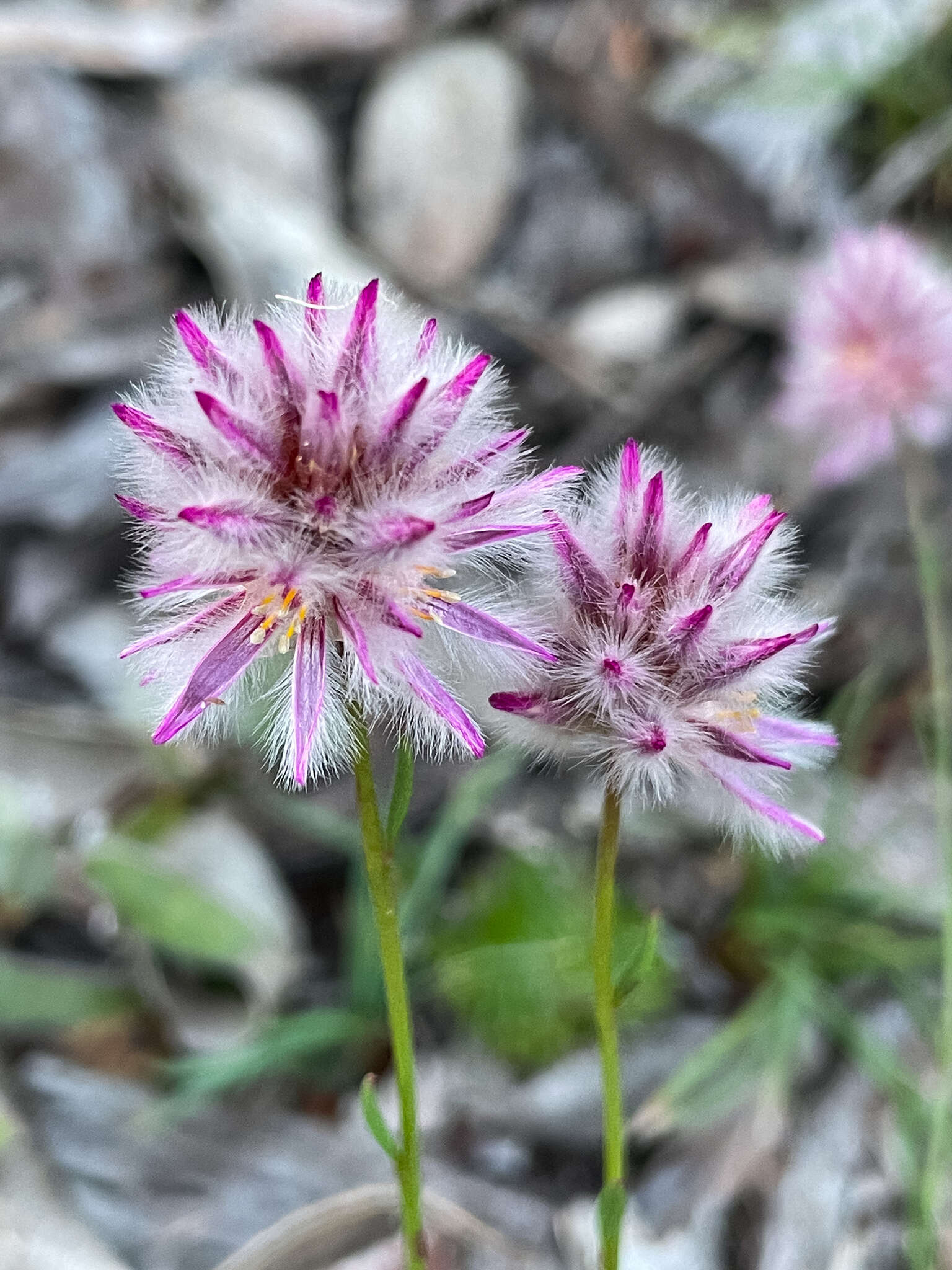 Слика од Ptilotus drummondii (Moq.) F. Müll.