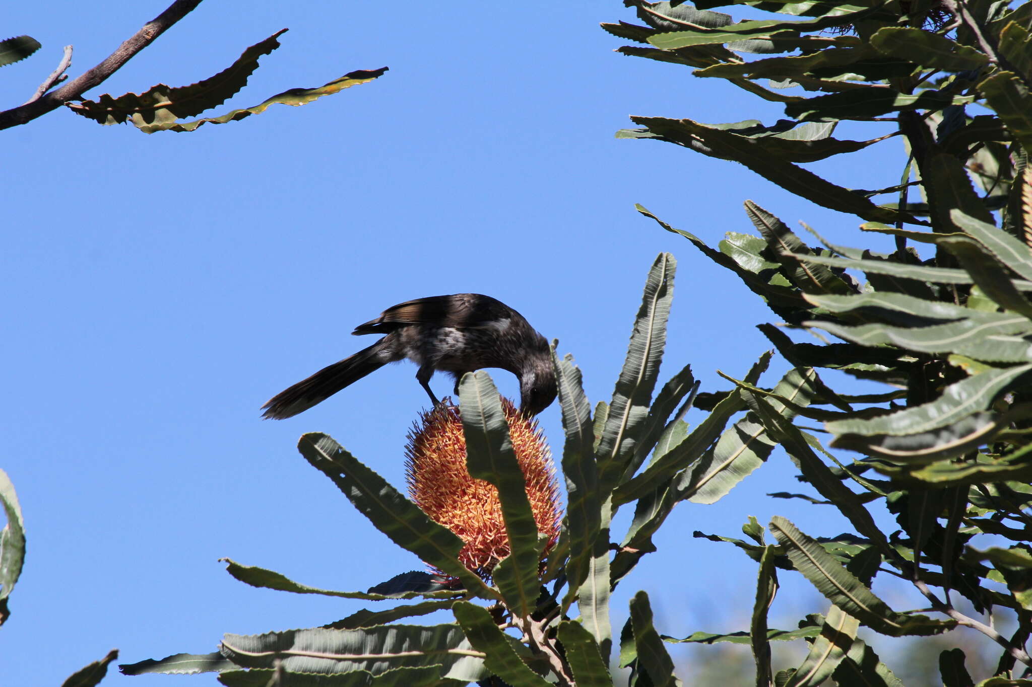 Image of Little Wattlebird