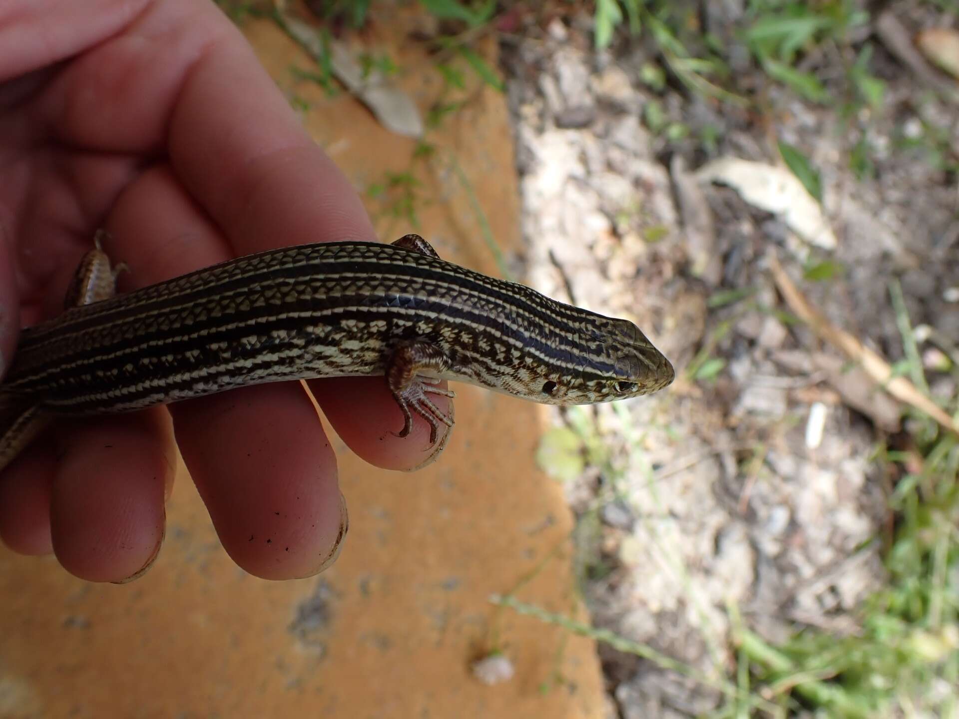 Слика од Ctenotus australis (Gray 1838)