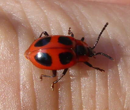 Image of Endomychus coccineus (Linnaeus 1758)