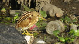 Image of Stripe-backed Bittern