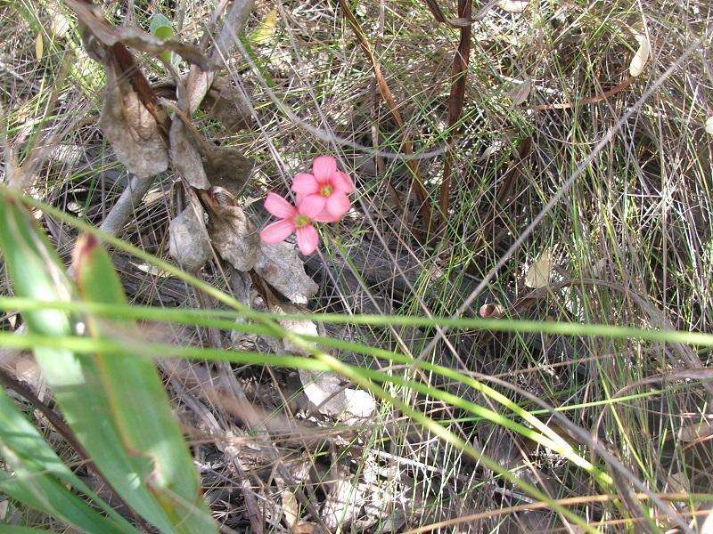 Sivun Oxalis pendulifolia Salter kuva