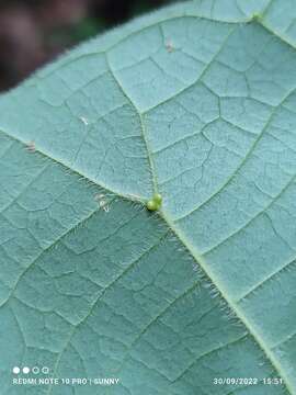 Plancia ëd Endospermum diadenum (Miq.) Airy Shaw