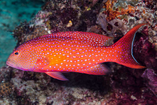 Image of Lunar-tailed Grouper