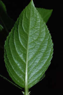 Image of Mercurialis ovata Sternb. & Hoppe