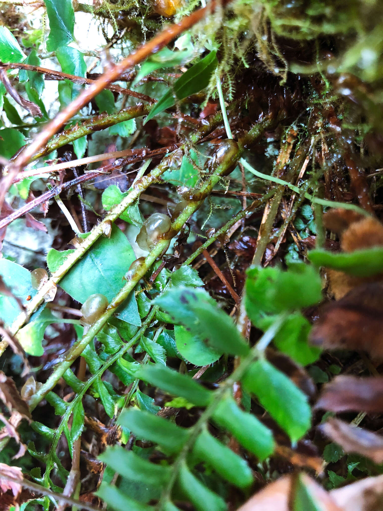 Plancia ëd Polystichum nepalense (Spreng.) C. Chr.