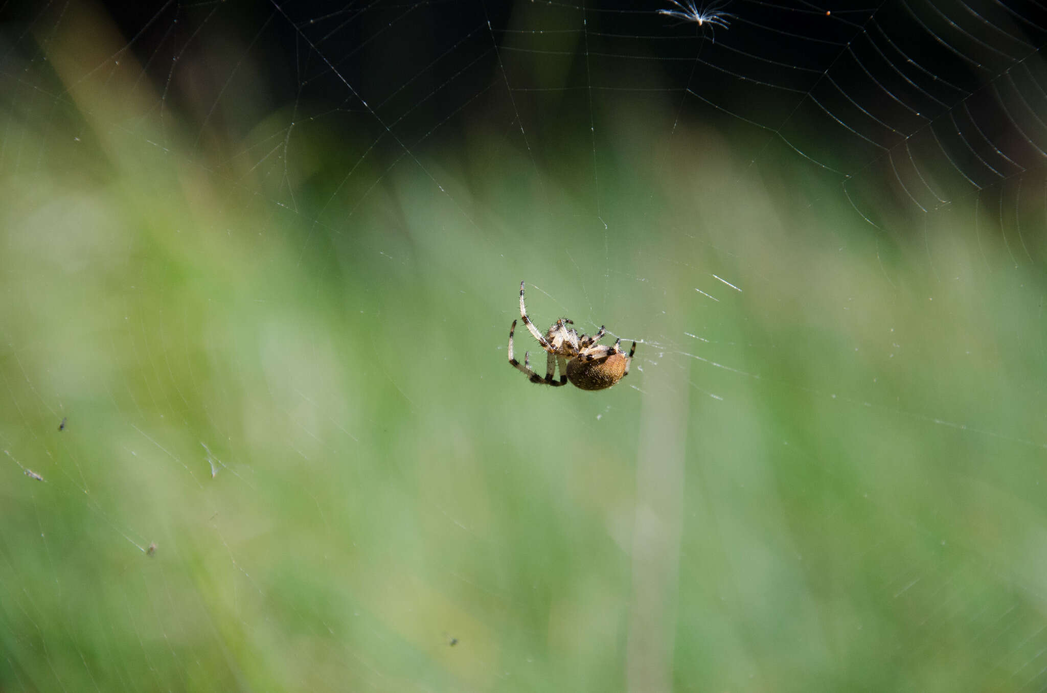 Image of Shamrock Orbweaver