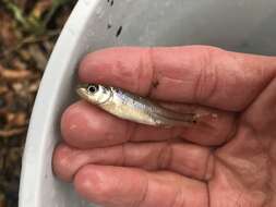 Image of Bullhead Minnow