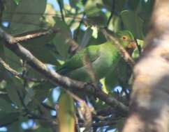 Image of Black-eared Parrotlet