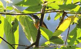 Image of Orange-bellied Flowerpecker