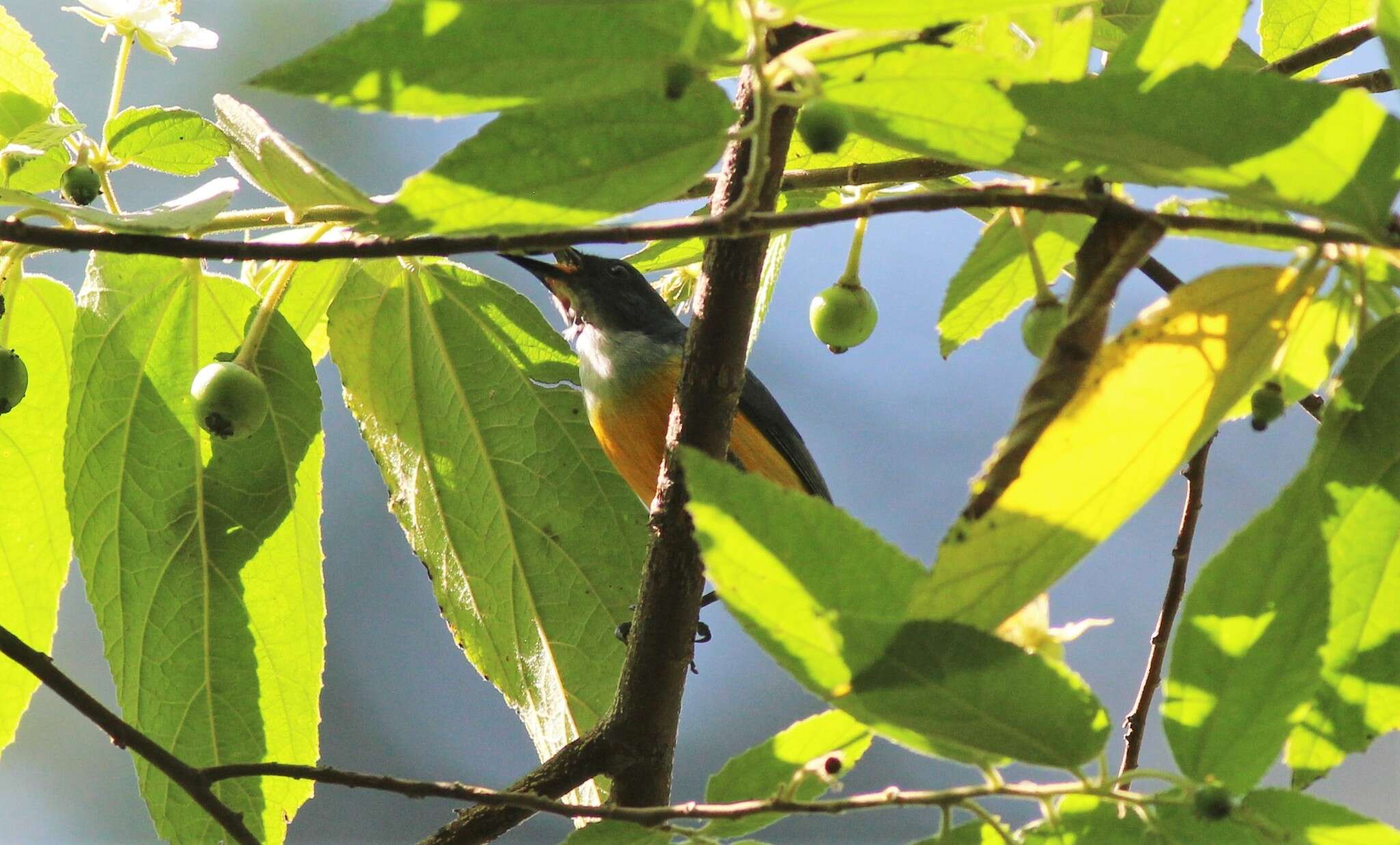 Image of Orange-bellied Flowerpecker