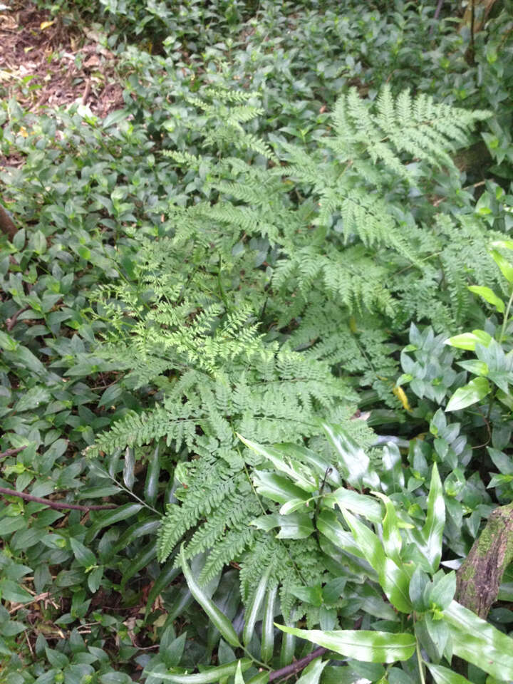 Слика од Pteris tremula R. Br.