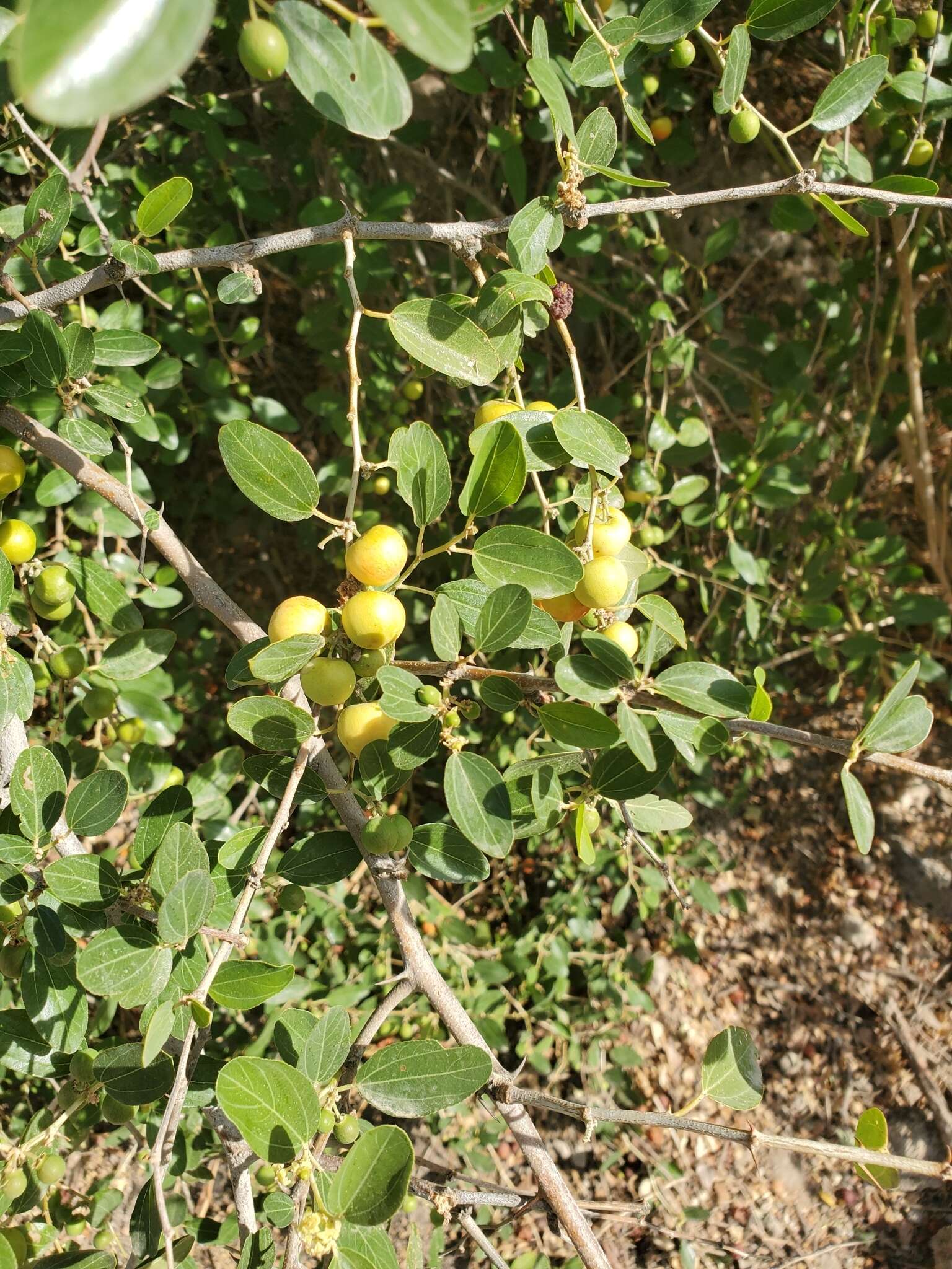 Plancia ëd Ziziphus spina-christi (L.) Desf.