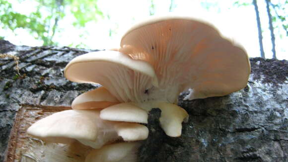 Image of Pleurotus populinus O. Hilber & O. K. Mill. 1993