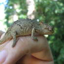 Image of Pondo Dwarf Chameleon