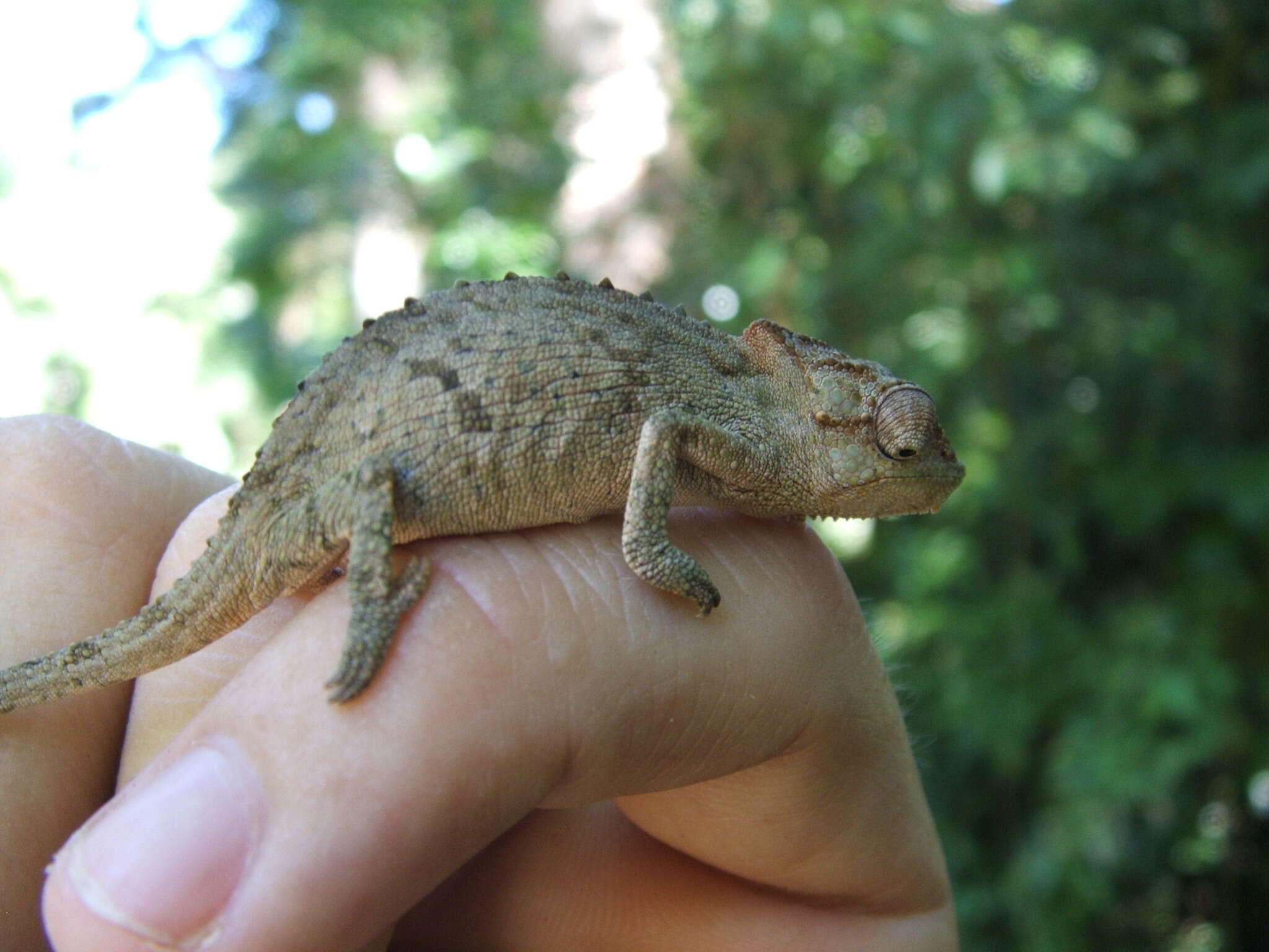 Image of Pondo Dwarf Chameleon
